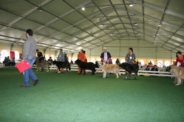 2nd Monographic Exhibition Spanish Mastiff, Parma, Italy - 05-06.05.2012 
Keywords: 2012