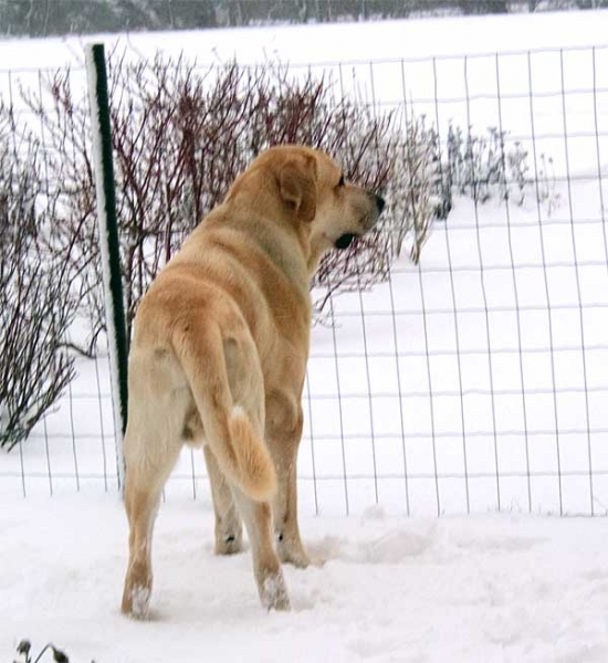 Toro de la Peña Mora - Christmas 2005
(Ch. Cañon de Fuente Mimbre x Jara de Ablanera) 
Born: 28.08.2002

 

Keywords: sallytoro snow nieve