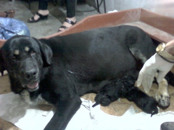 Junkal de Montes del Pardo with her puppies - born January 2011 
Father of puppies: Rufo de Montes del Pardo 
Keywords: puppycostarica ircave