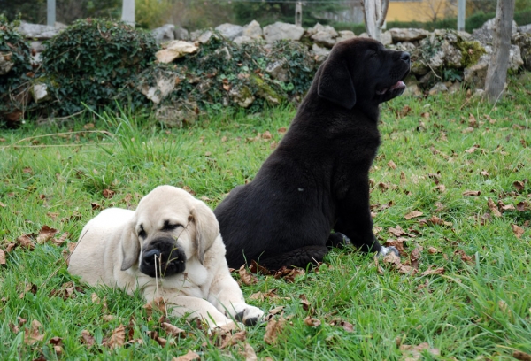 Puppies from Villapedre - born 22.08.2007
Tejo de Fuente Mimbre x Gitana de Folgueras 
22.08.2007   

Keywords: puppyspain puppy cachorro