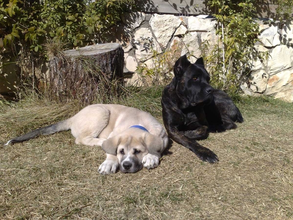 Laska del Dharmapuri and Cane Corso Ninet
Gonzales Del Dharmapuri X Fany de Fuentemimbre
Born: 18.10.2007 
Keywords: pet laska