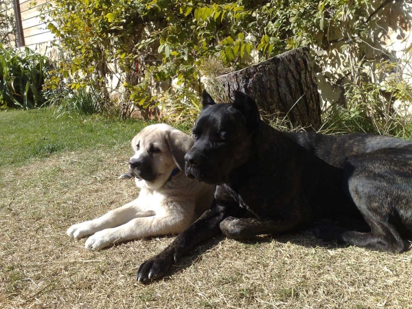 Laska del Dharmapuri and Cane Corso Ninet
Gonzales Del Dharmapuri X Fany de Fuentemimbre
Born: 18.10.2007 
Keywords: pet laska