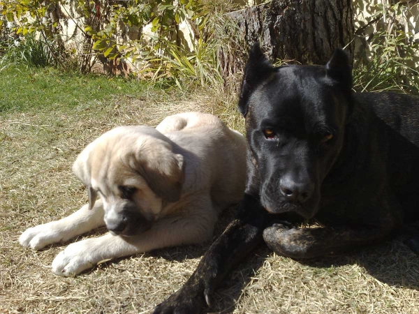 Laska del Dharmapuri and female Cane Corso Ninet
Gonzales Del Dharmapuri X Fany de Fuentemimbre
Born: 18.10.2007 
Keywords: pet laska