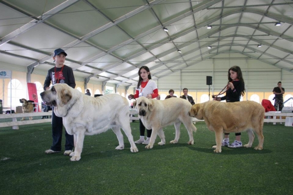 Young handlers / Jóvenes exposidores - 2nd Monographic Exhibition Spanish Mastiff, Parma, Italy - 05-06.05.2012 
Keywords: 2012