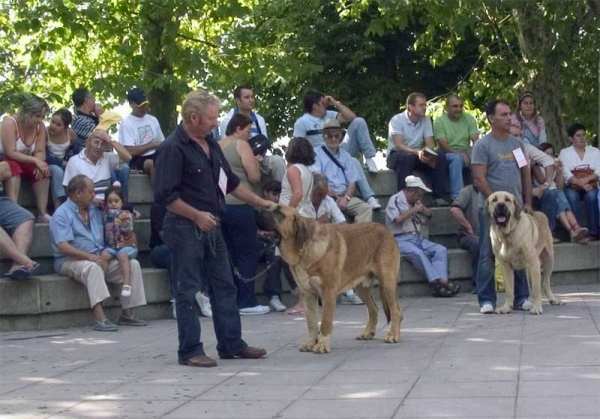 Tarzán EXC. & Kir II VG - Young Class Males, AEPME, Valencia de Don Juan, León, Spain, 02.09.2006
Tarzán: (Roldan Sheriff La Davesa x  La Davesa) Born: 23.05.2005
Kir II: (Roldan Sheriff La Davesa x  La Davesa) Born: 23.05.2005
 
Keywords: 2006