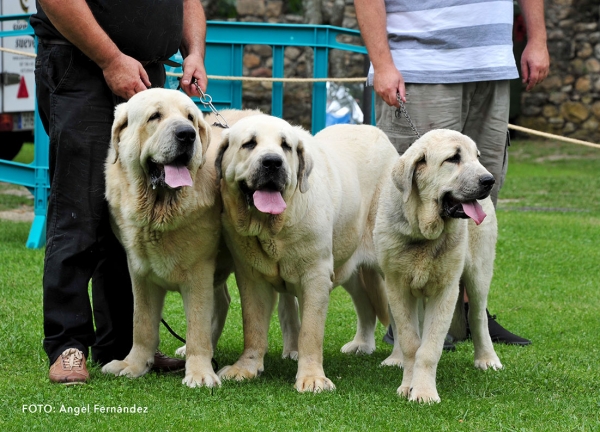 La Calella de Otur: 1 - Breeding Group - Cangas de Onis, Asturias, Spain - 08.07.2017  (ASAME)
Keywords: 2017 asame calellaotur