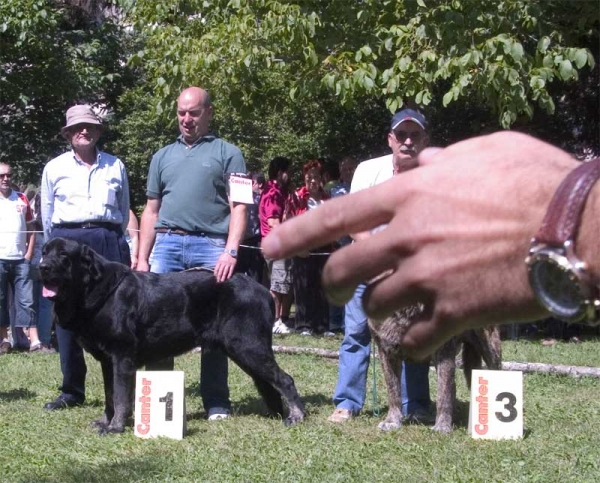 Costero de Buxionte, Exc. 1 Open Class Males, BIS - Barrios de Luna 10.09.2006
(Ch. Ulises de Babia x Rayas de Los Zumbos)
Born: 14.08.2006
Breeder& owner: Basilio Gago
Keywords: 2006 buxionte