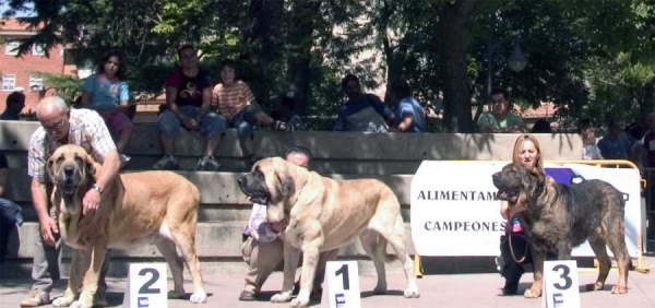 Champion Class Males: 2. Ch. Ron de Autocan, 1. Ch. Sansón & 3. Ch. Truhán de Cueto Negro - AEPME, Valencia de Don Juan, León, 02.09.2006
Ron: (León x Berta de Autocan) - Born: 29.09.2000 
Sansón: (Ordoño x Princes de Vega de Albares) - Born: 28.03.2004 
Truhán: (Remo x Nuska) - Born: 20.08.2000 
Keywords: 2006