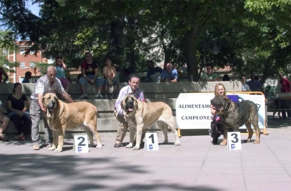 Champion Class Males: 2. Ch. Ron de Autocan, 1. Ch. Sansón & 3. Ch. Truhán de Cueto Negro - AEPME, Valencia de Don Juan, León, 02.09.2006
Ron: (León x Berta de Autocan) - Born: 29.09.2000 
Sansón: (Ordoño x Princes de Vega de Albares) - Born: 28.03.2004 
Truhán: (Remo x Nuska) - Born: 20.08.2000 
Keywords: 2006