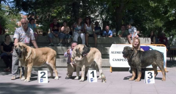 Champion Class Males: 2. Ch. Ron de Autocan, 1. Ch. Sansón & 3. Ch. Truhán de Cueto Negro - AEPME, Valencia de Don Juan, León, 02.09.2006
Ron: (León x Berta de Autocan) - Born: 29.09.2000 
Sansón: (Ordoño x Princes de Vega de Albares) - Born: 28.03.2004 
Truhán: (Remo x Nuska) - Born: 20.08.2000 
Keywords: 2006