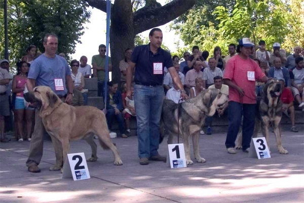 Young Class Males: 2. Toura de Fonteferra, 1. Fernando de Valdejera & 3. Catón - AEPME, Valencia de Don Juan, León, 02.09.2006
Toura: (Ch. Cañon de Fuente Mimbre x Seda de Cueto Negro) Born: 01.04.2005
Fernando: (Caballero de Hazas de Cesto x Oda de Valdejera) Born: 26.09.2005
Catón: (Ch. Cañon de Fuente Mombre x Seda de Cueto Negro) Born: 01.04.2005
 

Keywords: 2006