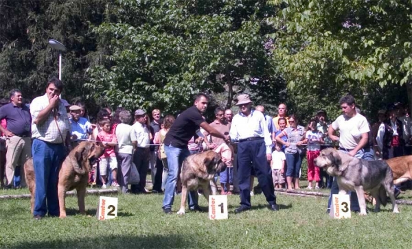 Winners Intermediate Class Males - Barrios de Luna 10.09.2006
2. Mastín from Laciana
1. ?
3. ?
Keywords: 2006