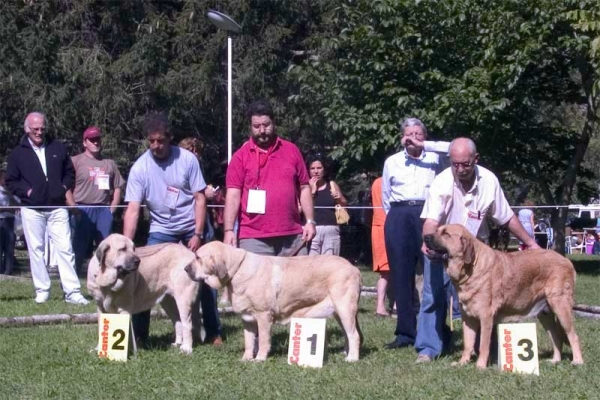 Winners Intermediate Class Females - Barrios de Luna 10.09.2006
2. Mastin from Galisancho
1. Aitana del Agostadero 
3. Mastín from Autocan
Keywords: 2006