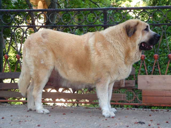 Mola de la Valleja
(Hercules de las Cañadas x Pas de la Valleja)
 

