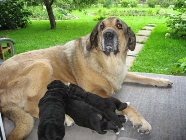 Elfa (Bas Magia Alabama) and her puppies born July 2007
Naik Naikons Lirs Favorits x Bas Magia Alabama 
Females - Hembras: 2


Keywords: elfa