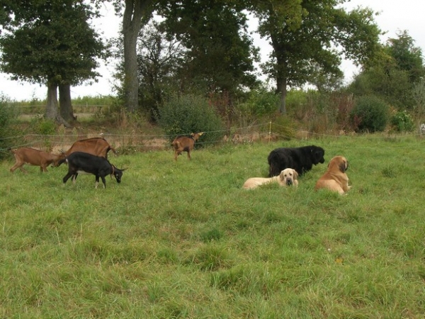 Kromagnon Tornado Erben, Camelia & Sokodé with goats in field 
2. Winner Photo of October 2008 in Mastin Galery
Kromagnon Tornado Erben, Camelia, Sokodé y cabras
Anahtar kelimeler: kromagnon