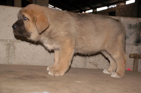 Female puppy from La Majada Los Robles 47 days old
REA DE LOS ZUMBOS X ROMO DE TRASHUMANCIA 
Keywords: majada