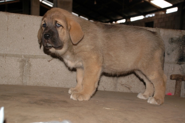 Female puppy from La Majada Los Robles 47 days old
REA DE LOS ZUMBOS X ROMO DE TRASHUMANCIA 
Keywords: majada