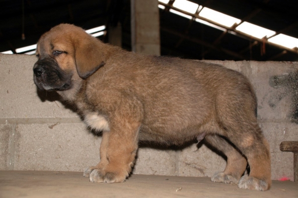 Male puppy from La Majada Los Robles 47 days old
REA DE LOS ZUMBOS X ROMO DE TRASHUMANCIA 
Keywords: majada