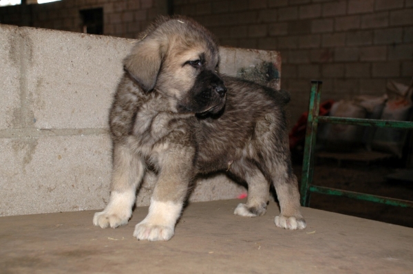 Male puppy from La Majada Los Robles 47 days old
REA DE LOS ZUMBOS X ROMO DE TRASHUMANCIA 
Keywords: majada