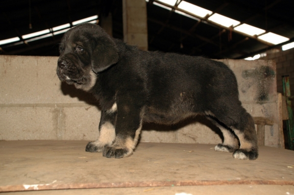 Female puppy from La Majada Los Robles 47 days old
REA DE LOS ZUMBOS X ROMO DE TRASHUMANCIA 
Keywords: majada