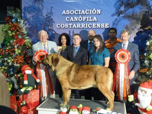 Rufo de Montes del Pardo - Exposicion Internacional de Navidad Nov. 2010, San Jose Costa Rica
Keywords: 2010 ircave