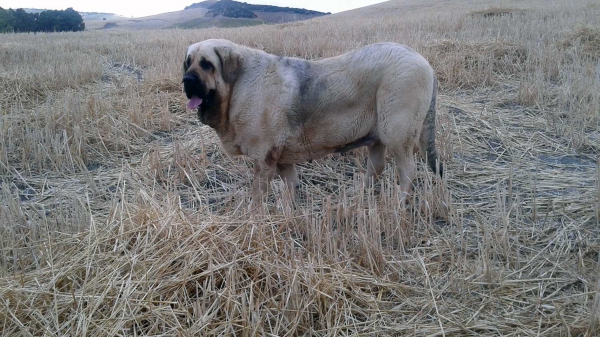 Mastin from 'La Rabiza'
Kľúčové slová: rabiza