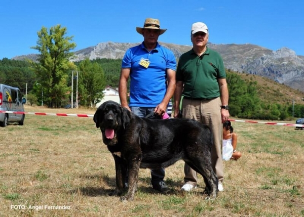 Enny de Tierra de Órbigo
TIGRE de Buxionte X ARES de Cueto Negro
Born: 07/02/2011
Keywords: tierraorbigo