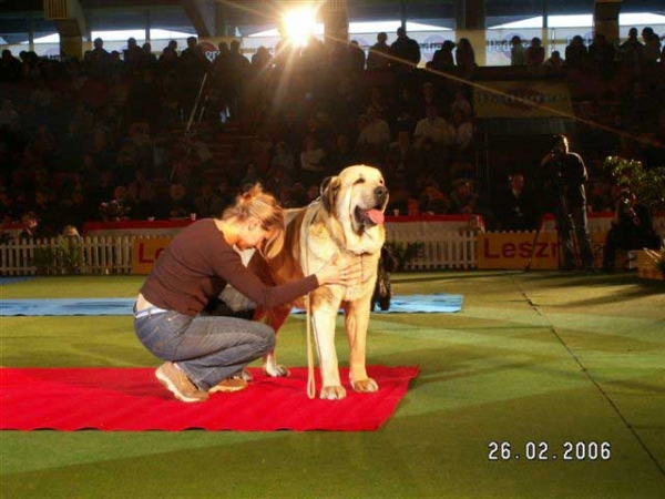 Basil Mastifland: CWC, BOB, BOG - Dog Show in Leszno - Champion of champions 27.02.2006
Davidoff Von Haus Vom Steraldted x Ida FI-IT 

Keywords: 2006 ludareva