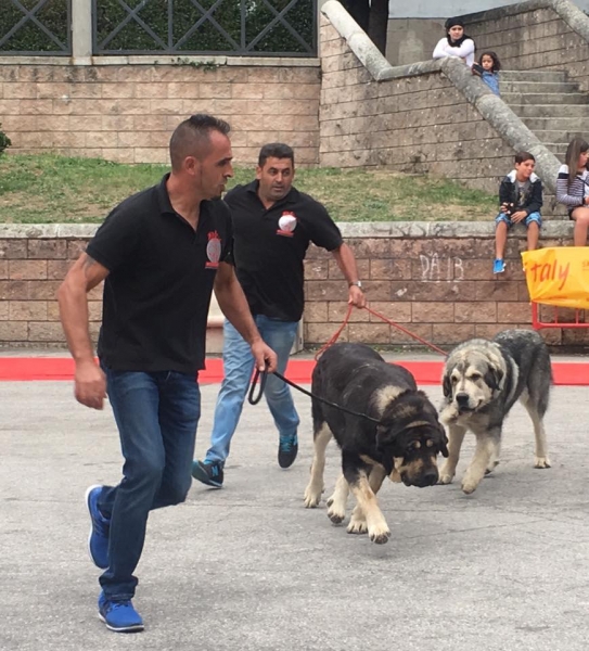 Los Piscardos - Villablino, León, Spain 05.08.2017 (AEPME)
Keywords: 2017 piscardos