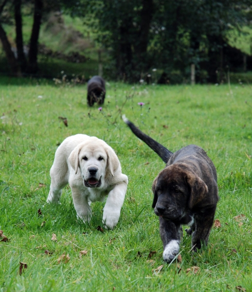 Puppies from Villapedre - born 22.08.2007
Tejo de Fuente Mimbre x Gitana de Folgueras 
22.08.2007   

Keywords: puppyspain puppy cachorro