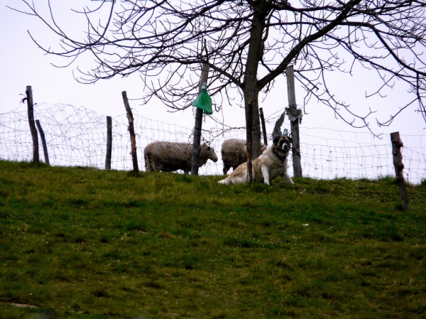 Mastín con ovejas en Asturias, España - 2008
(Published with permission - © All rights reserved mastinastur en Flickr.com)

Keywords: flock working ganadero jacinta