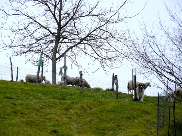 Mastín con ovejas en Asturias, España - 2008
(Published with permission - © All rights reserved mastinastur en Flickr.com)

Keywords: flock working ganadero jacinta