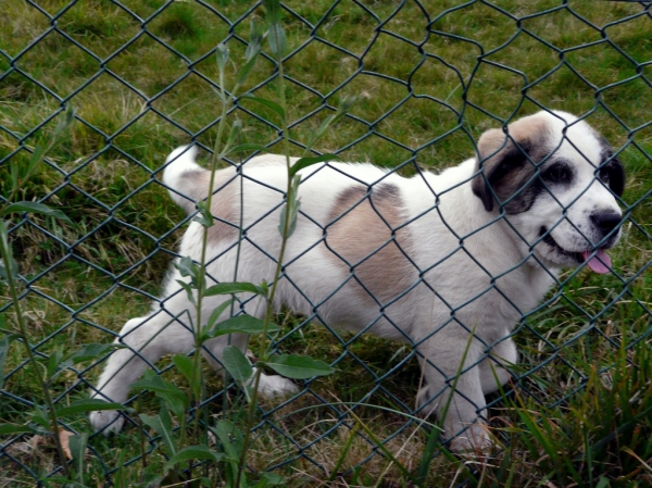 Cachorro en Asturias, España - 2008
(Published with permission - © All rights reserved mastinastur en Flickr.com)

Keywords: puppyspain puppy cachorro jacinta