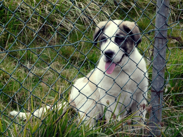 Cachorro en Asturias, España - 2008
(Published with permission - © All rights reserved mastinastur en Flickr.com)

الكلمات الإستدلالية(لتسهيل البحث): puppyspain puppy cachorro jacinta