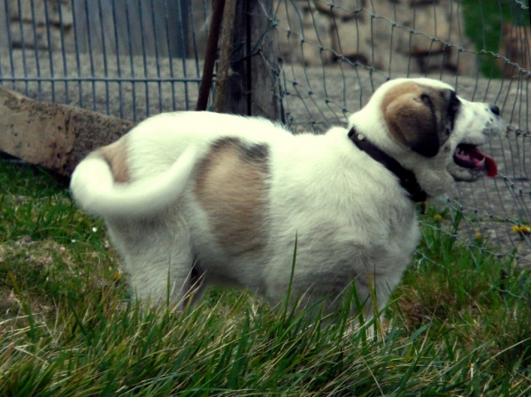 Cachorro en Asturias, España - 2008
(Published with permission - © All rights reserved mastinastur en Flickr.com)

Keywords: puppyspain puppy cachorro jacinta