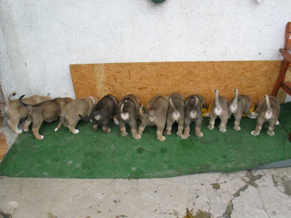 Puppies from Fre-Su
Keywords: fresu puppypoland puppy cachorro