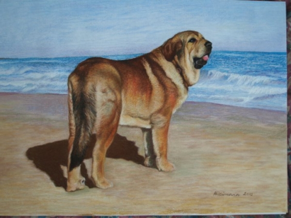 Pastel portrait Anuler Alano in Spain, made by Anu Reimann, Estonia
Made by Anu Reimann, kennel Anuler, Estonia
Keywords: art anuler mastibe