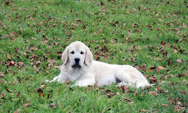 Puppy from Villapedre - born 22.08.2007
Tejo de Fuente Mimbre x Gitana de Folgueras 
22.08.2007   

Keywords: puppyspain puppy cachorro