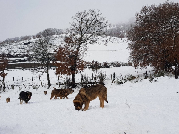 Mastines de Filandón - dec 2017
Keywords: filandon snow nieve