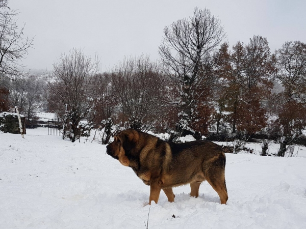 Mastines de Filandón - dec 2017
Keywords: filandon snow nieve