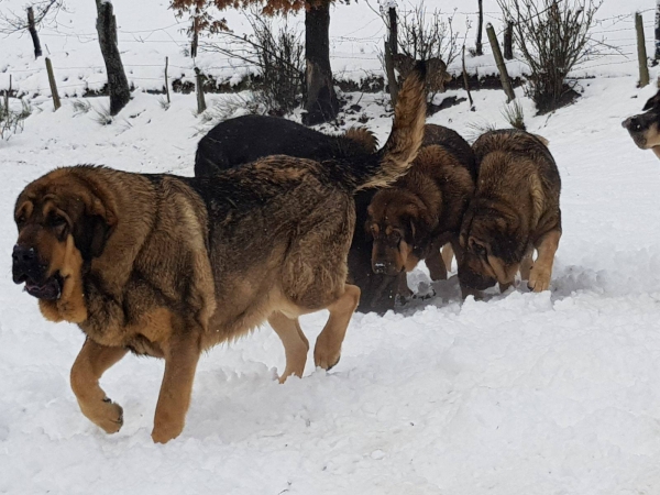 Keywords: filandon snow nieve