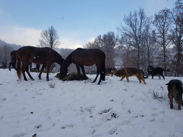 Mastines de Filandón - dec 2017
Keywords: filandon snow nieve