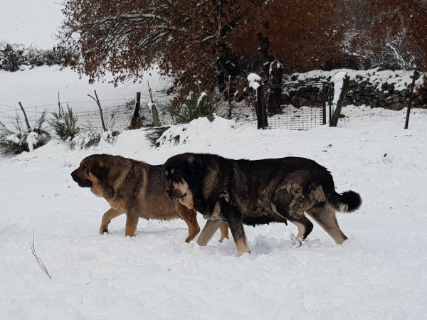 Mastines de Filandón - dec 2017
Keywords: filandon snow nieve