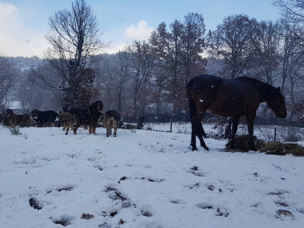 Mastines de Filandón - dec 2017
