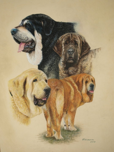 Pastel portrait of mastines, size 35 x 50cm - made by Anu Reimann, Estonia
Made by Anu Reimann, kennel Anuler, Estonia
Keywords: art anuler