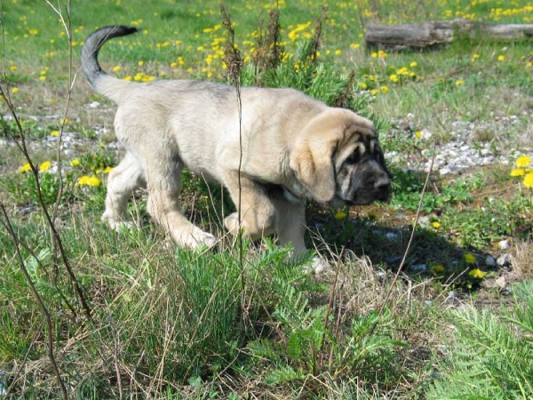 Puppy from Fre-Su
(Ch SANSON del Dharmapuri X Ch LORI FRE-SU) 
Born: 14.02.2007 
Keywords: fresu