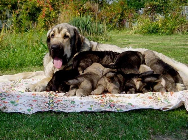 Linda Tornado Erben and her puppies - born 11.08.2008
Caruso x Jch. Linda Tornado Erben
11.08.2008

Keywords: puppyczech tornado