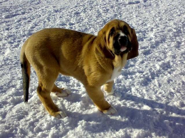 Becky z netluckych Pastvin - 10 weeks old
Ramonet (de los Payuelos) X Conchitta Tornado Erben
Born: 14.12.2007
Breeder: Jana Nemeckova, kennel Netluckych Pastvin, Czech Republic
Keywords: snow nieve satu