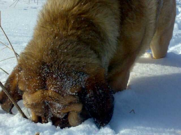 Dozy Dragon Herbu Wielka Lapa 
Keywords: snow nieve satu